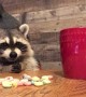 Baby Raccoon Munches Fruit Loops for Breakfast