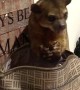 Naughty Kinkajou Steals From Purse