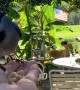 Friendly Bluejay Swoops in for Breakfast