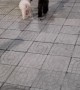 Two Dogs on the Same Leash Have Different Directions in Mind
