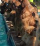 Dogs Choose Pool Party over Photoshoot