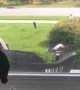 Pup tries to eat caterpillar crawling up the screen window