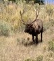 Elk Comes Down the Hill for a Visit at Mammoth Hot Springs