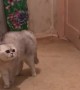 Concerned Kitty Makes Peculiar Sounds