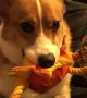 Corgi Finds a Way to Communicate