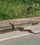 Sizable Snake Slithers Across Road