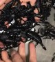 Safely Handling Huge Scorpions