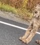 Lynx Face off in the Middle of the Road