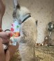 Cat Stands to Enjoy Some Yogurt