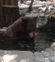 Bear Bathes in California Pond