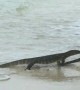 Monitor Lizards Battling on the Beach