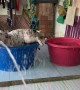 Doggy Jumps from Tub to Tub Chasing Hose Water