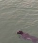 Swimming Dog Saved From Drowning