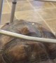 Rambo the Tortoise Steals Walker