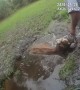 Volusia County Police rescue steer from hole