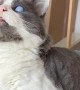 Blind cat still finds a way to play with toys
