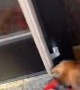 Tiny Dog Shows Huge Excitement to be Home