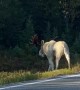 Albino Moose Ambles Across Road