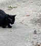 A Real Life Tom and Jerry Scene between Cat and Mouse