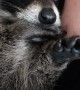 Raccoon Snuggling and Thumb Sucking