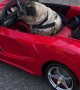 Pug Drives a Ferrari Like a Boss