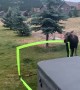 Baby Moose Plays with Soccer Net