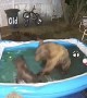 Bears Have Themselves a Pool Party