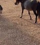 Teddy the Tiny Miniature Horse Has the Zoomies