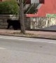 Bear casually roams the streets of downtown Chattanooga