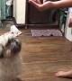 Dog Scarfs Down Imaginary Treats