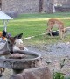 Deer Make for Pleasant Morning Visitors