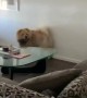 Scared chow chow hates the laundry basket