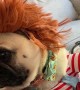 Pug is Ready for Halloween