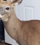 Curious Deer Wants to Enter Home