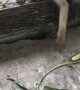 Clever Monkey Snags Out of Reach Snack