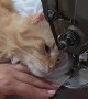 Kitty Loves the Sewing Machine