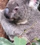 Koala Lets Out a Big Roar in Lone Pine Koala Sanctuary