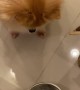 Pomeranian Doesn't Approve of Diet