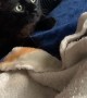 Seemingly Vicious Kitty Ambush Turns Heartfelt Between Buds