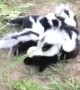 Found Six Shivering Skunk Babies