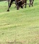 Bull Elk Bout and Bugle on Golf Course