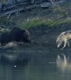 Grizzly Lazily Fends off Its Meal from a Wolf