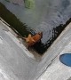Rescuing a Fox from Deep Vat of Water