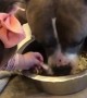 Sweet pit bull doesn\'t mind that baby sticks her hands in his food bowl
