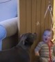 Baby can\'t stop laughing at dog chasing balloon