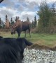 Big Bull Moose Strolls Through Anchorage Roundabout