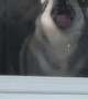 Derpy Husky Pushing Face Against Screen Door