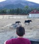 Kids Enjoy Close Encounter With a Moose