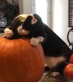 Cat Loves Cuddling with Pumpkin