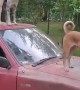 Dogs Hitch a Ride on Pick-Up Hood